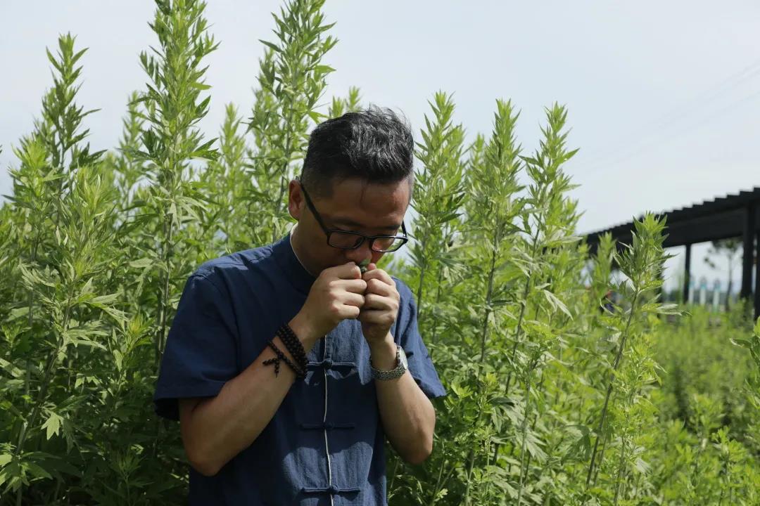 艾草怎么辨別真假，假蘄艾盛行，妙招教你輕松避雷！