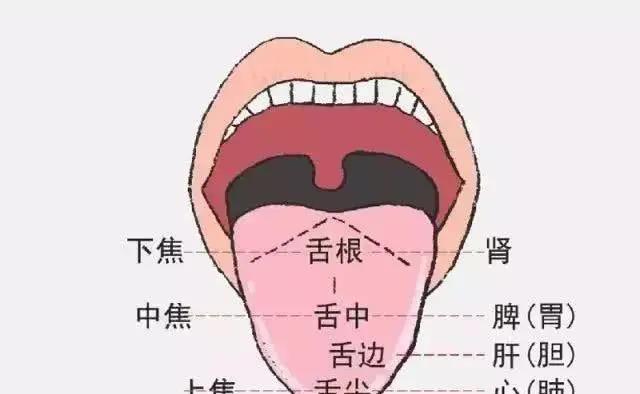 身體好不好，舌頭全知道